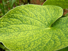 Kava leaf with disease symptoms - Risk to potential export crop
